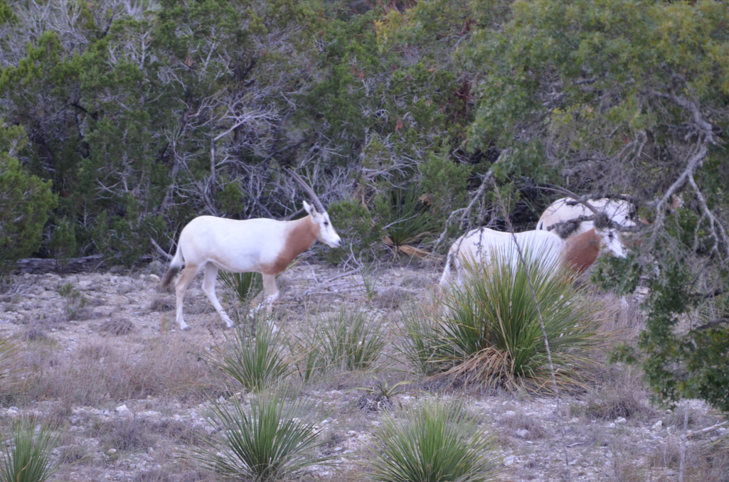 Oryx Hunts in Texas, Exotic Hunting in Hill Country