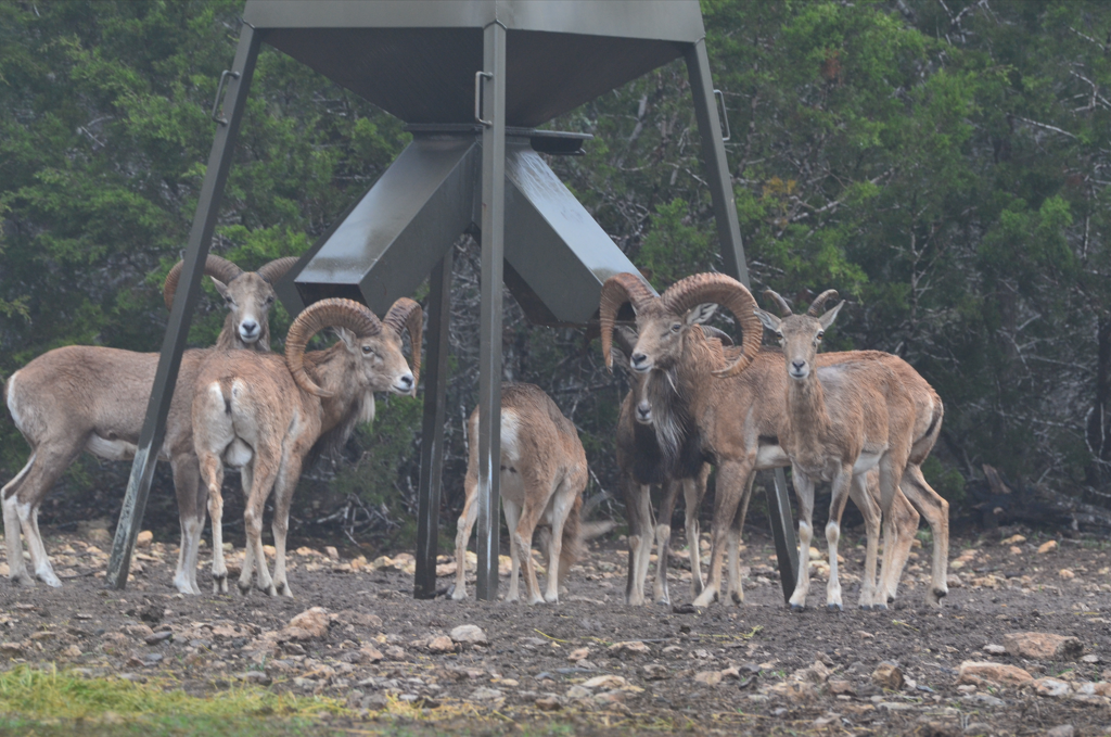 Trophy Blackbuck Hunts in Texas, Exotic Hunting in Hill Country