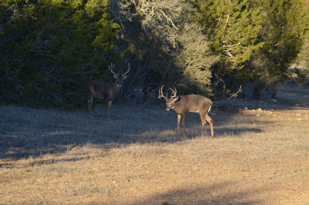 Rancho Madrono Whitetail Hunts