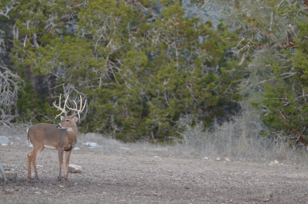 Texas Hill Country Whitetail Deer Hunts