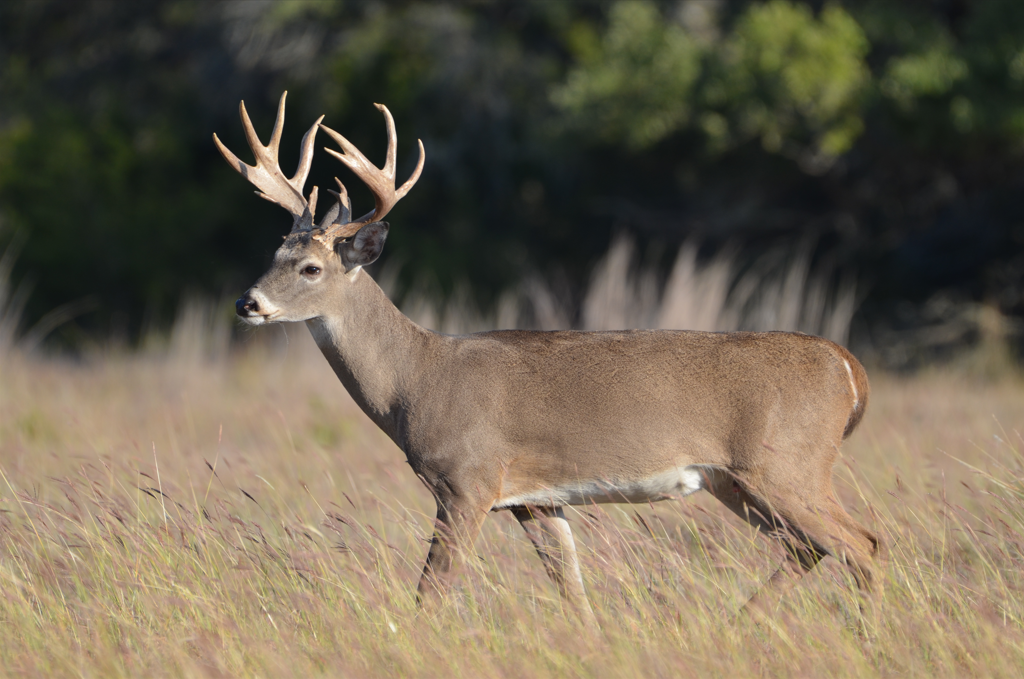 Big Whitetail Buck with does looking on at Texas Hunting Ranch