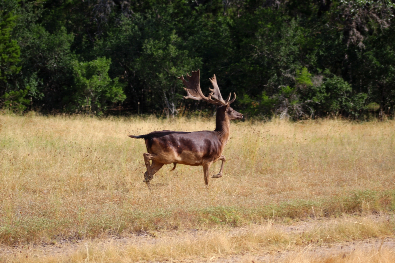 Fallow Deer hunts in Texas at Rancho Madroño